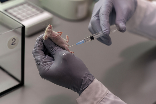 Close-up of scientist in protective gloves holding little mouse in his hands and making an injection during experiment