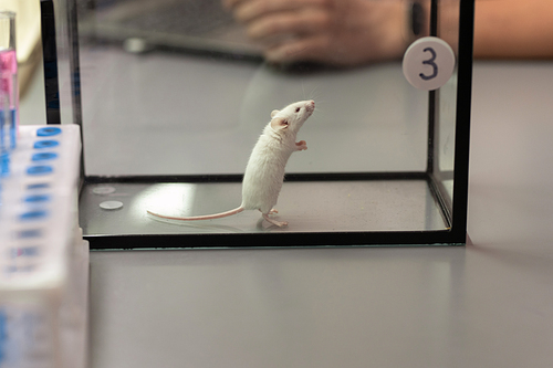 Image of experimental little mouse number three in glass container on the table in the lab