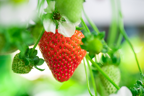 Ripe red strawberry surrounded by white petals of blossom and several small green berries hanging on stem inside contemporary vertical farm