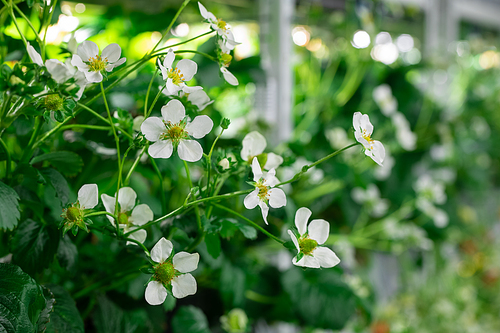 Fresh seedlings of garden strawberries with green leaves and small white petals growing inside large contemporary vertical farm or hothouse
