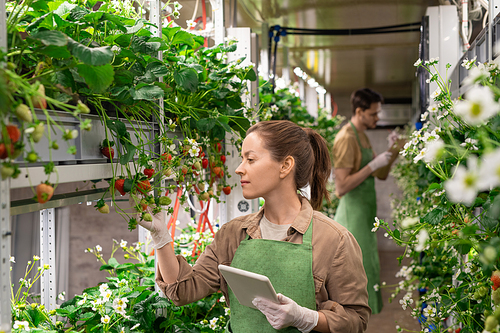 Young female worker of vertical farm holding digital tablet while standing by shelf with strawberry seedlings and looking at berries
