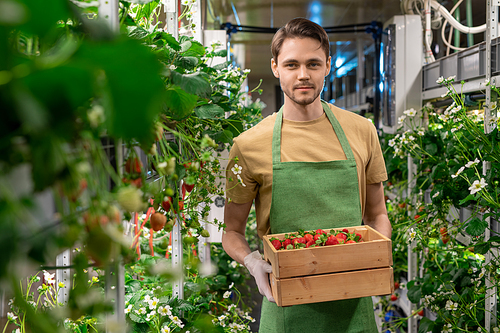 Happy young gloved male worker of vertical farm or hothouse holding wooden box with ripe strawberries while standing between shelves