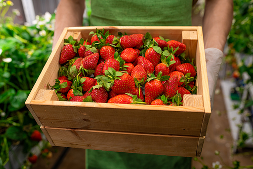 Gloved hands of young male worker of vertical farm or hothouse holding wooden box with heap of ripe strawberries in front of camera