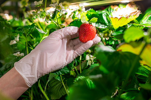 Gloved hand of young worker of vertical farm or greenhouse holding red ripe strawberry growing among green leaves and white blossom