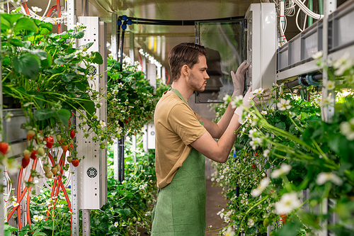 Young male worker of vertical farm in workwear checking temperature inside greenhouse and regulating it while standing by control panel