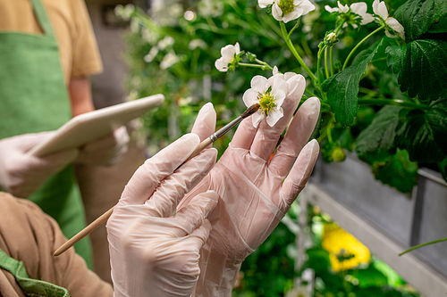 Gloved hands of vertical farm worker using brush while holding strawberry blossom and trying to pollinate neighbouring seedlings
