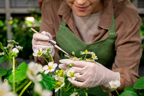 Gloved hands of vertical farm worker using brush while holding strawberry blossom during artificial pollination of neighbouring seedlings