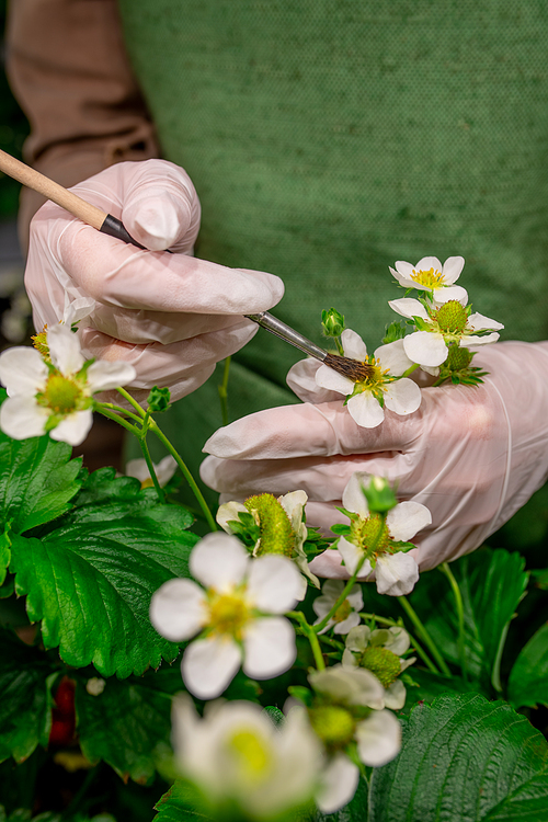 Gloved hands of vertical farm worker with brush holding strawberry blossom during artificial pollination of neighbouring seedlings