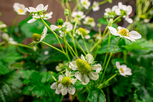Blossom of garden strawberries with green leaves and small white petals growing inside large contemporary vertical farm or hothouse