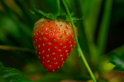 Ripe red strawberry covered with tiny seeds surrounded by green leaves growing inside contemporary vertical farm or hothouse