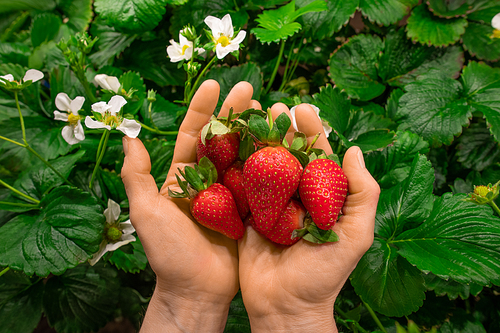 Hands of young worker of vertical farm or greenhouse holding heap of red ripe strawberries against green leaves and white blossom