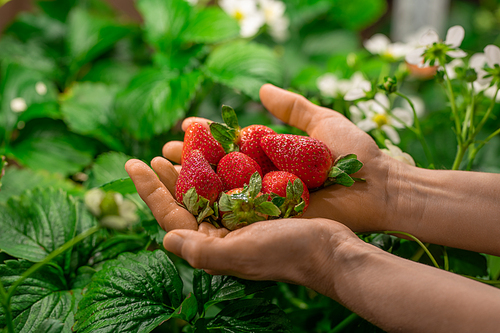 Hands of worker of contemporary vertical farm or greenhouse with heap of red ripe strawberries over green leaves and white blossom
