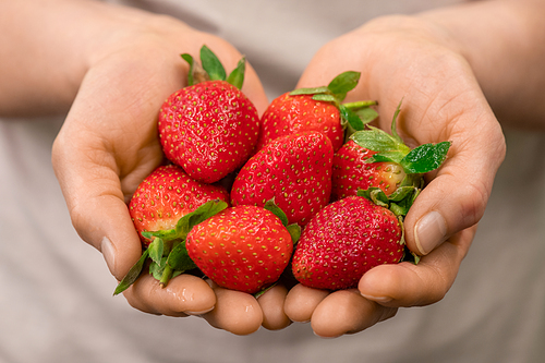 Hands of worker of contemporary vertical farm or greenhouse holding heap of fresh and clean red ripe strawberries in front of camera