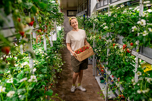 Cheerful young female worker of vertical farm holding wooden box with fresh ripe strawberries while standing in aisle between shelves