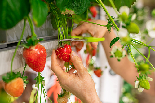 Hands of young worker of vertical farm or greenhouse cutting red ripe strawberries with scissors among green leaves and white blossom