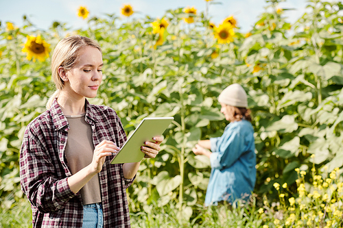 Young serious female farmer in workwear standing in front of camera and using digital tablet against sunflower field and mature woman working