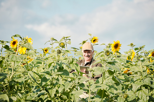 Cheerful senior male farmer in workwear standing in sunflower field in front of camera and using touchpad during work on sunny day