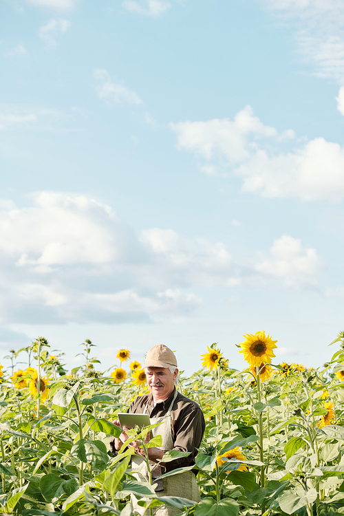 Happy young blond woman in hat and white romantic dress standing on green grass in front of camera against sunflower field on sunny day