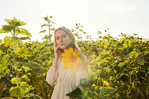Beautiful young blond woman in white country style dress standing in front of camera against sunflower field and looking at one of yellow flowers