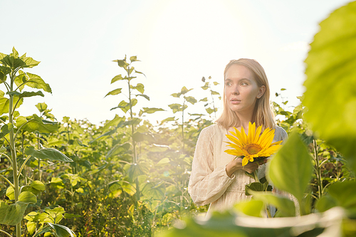 Cheerful young blond woman in white dress standing by one of large sunflowers in front of camera in the field against clear sky