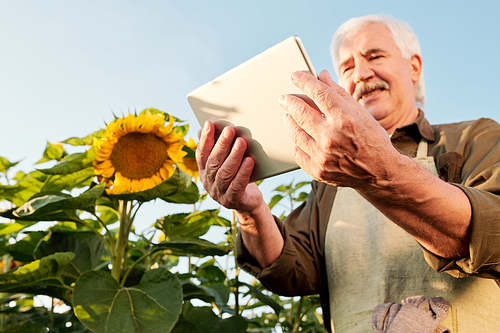 Contemporary senior male farmer in apron and shirt making notes in document while standing among ripe sunflowers in front of camera