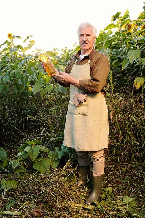Senior farmer in apron and shirt looking at bottle of sunflower oil in his hands while standing among large flowers in front of camera