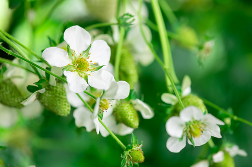A close up of strawberry blossom in large modern vertical farm