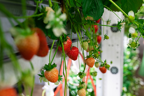 A plant with red and green strawberries on it growing in vertical farm
