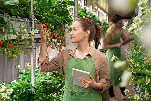 A woman holding touchpad while looking at strawberry seedlings during work in vertical farm