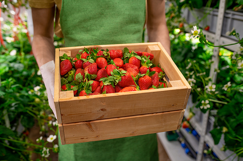 A box of fresh ripe strawberries held by young farmer