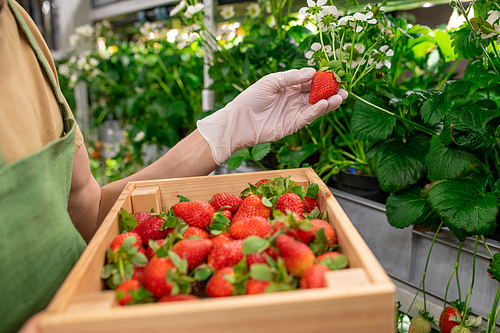 Vertical farm worker with box of strawberries picking up another ripe berry