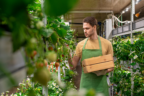 A man in apron and gloves holding box while picking up ripe strawberries in hothouse