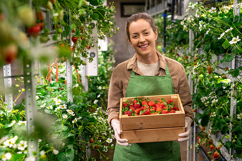 A person holding a box of red ripe strawberries in vertical farm