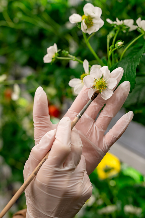 A gloved hand holding strawberry blossom and paintbrush during process of pollination