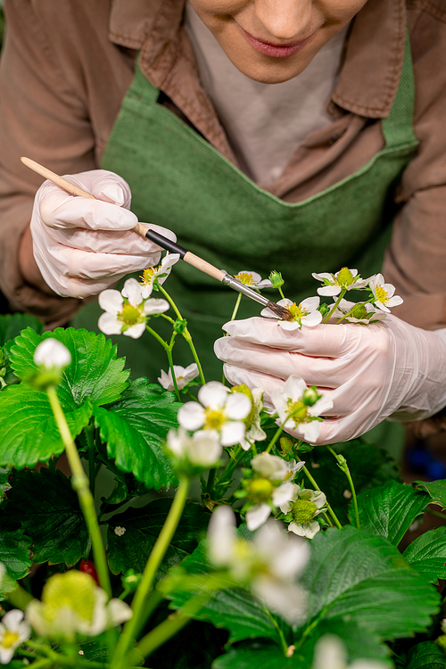 A person holding strawberry blossom while pollinating it in vertical farm