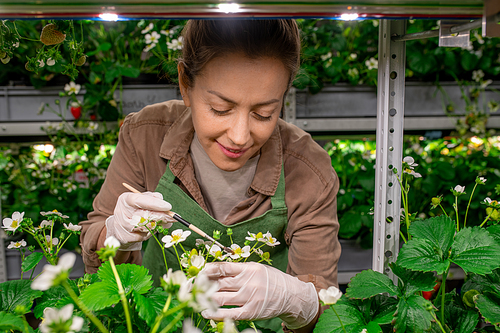 Gloved female farmer bending over strawberry seedlings in a greenhouse