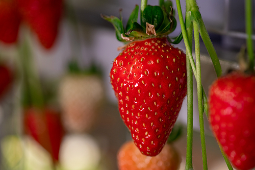 A close up of red ripe strawberry hanging on thin green stem