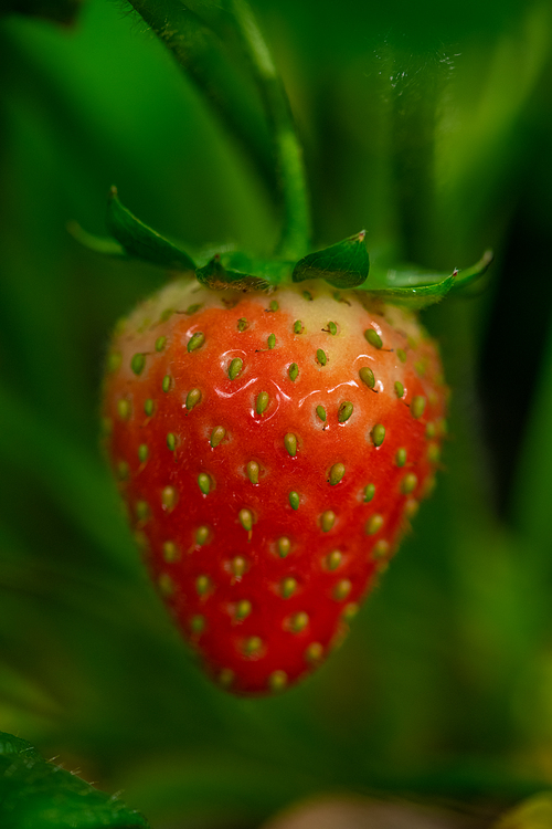 Red strawberry covered with tiny seeds