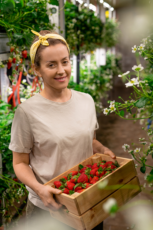 Happy farmer holding box full of ripe strawberries