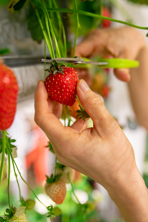 Hand of vertical farme worker holding a strawberry while cutting it