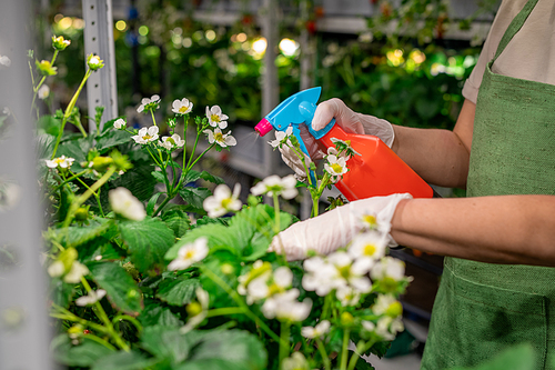 Young worker in gloves and apron watering plants in vertical farm