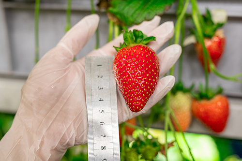 Gloved farmer holding a strawberry while measuring its length