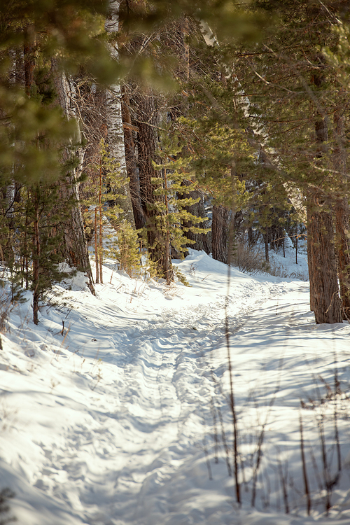 Long footpath made in snowdrift among pine trees and birches in deep woods on sunny winter day or morning with nobody around