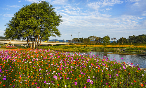 장성 황룡강변의 가을꽃