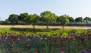 황룡강 봄꽃 축제장 5월의 꽃밭에 핀 아름다운 꽃