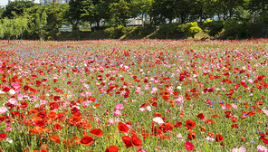 황룡강 봄꽃 축제장 5월의 꽃밭에 핀 아름다운 꽃 양귀비꽃