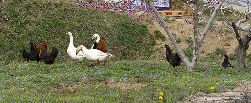 시골 농촌마을 텃밭에 모여있는 하얀 거위와 토종닭