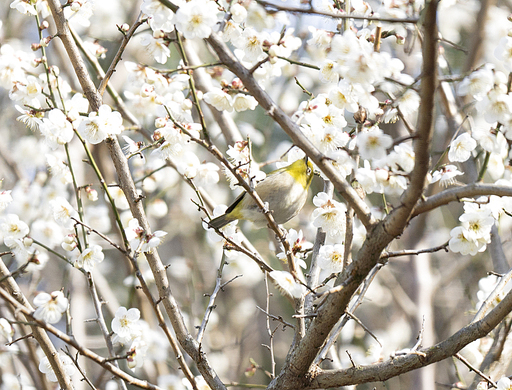 하얀 매화 꽃에 앉은 동박새 한 마리