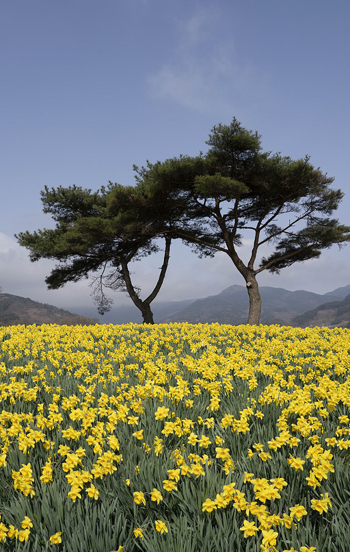 구례 지리산치즈랜드 수선화 꽃동산