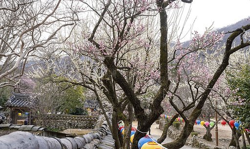 매화꽃이 만개한 순천 선암사 선암매